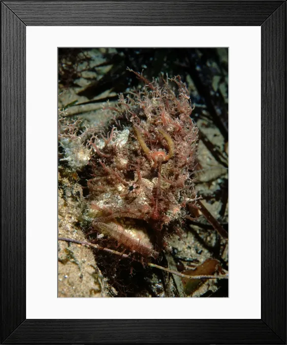 Framed Print : Tasseled Anglerfish, Rhycherus filamentosus, an adult sitting on sandy bottom, Edithburgh, South Australia, Australia, Southern Ocean