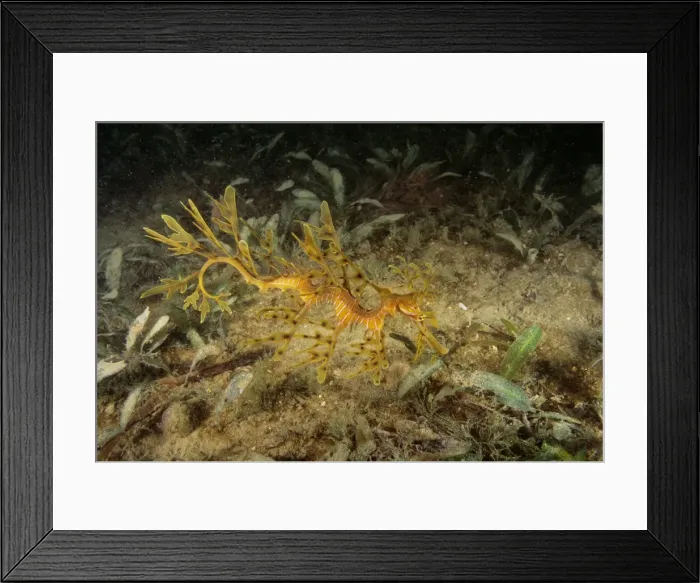 Framed Print : Leafy Seadragon - juvenile, not uncommon but rarely seen due to camouflage. Always lives near kelp and seems to prefer dirty water, Rapid Bay, South Australia SND00824 Framed Print : Leafy Seadragon - juvenile, not uncommon but rarely seen due to camouflage. Always lives near kelp and seems to prefer dirty water, Rapid Bay, South Australia SND00824