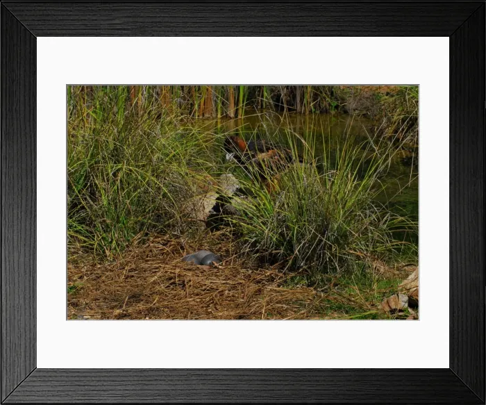 Framed Print : Estaurine / Saltwater Crodocil - eggs in nest of with Wedge-tailed Eagle standing in grasses nearby (Aquila audax). Corroboree Billabong, Top End, Northern Territory, Australia. BCP00356 Framed Print : Estaurine / Saltwater Crodocil - eggs in nest of with Wedge-tailed Eagle standing in grasses nearby (Aquila audax). Corroboree Billabong, Top End, Northern Territory, Australia. BCP00356