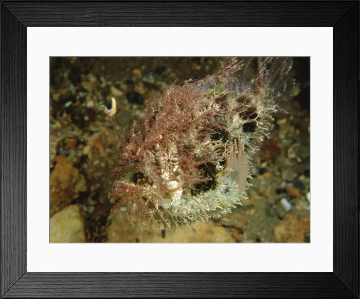 Framed Print : Tasselled Anglerfish - juvenile, Edithburgh, Yorke Peninsula, South Australia TED00172 Framed Print : Tasselled Anglerfish - juvenile, Edithburgh, Yorke Peninsula, South Australia TED00172