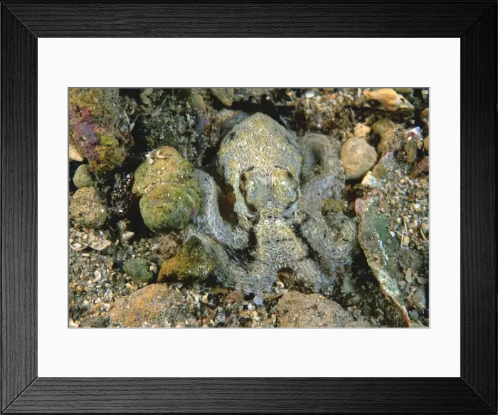 Framed Print : Southern Keeled Octopus -) matching body colour to the gravel / sand Edithburgh, Yorke Peninsula, South Australia TED00204 Framed Print : Southern Keeled Octopus -) matching body colour to the gravel / sand Edithburgh, Yorke Peninsula, South Australia TED00204