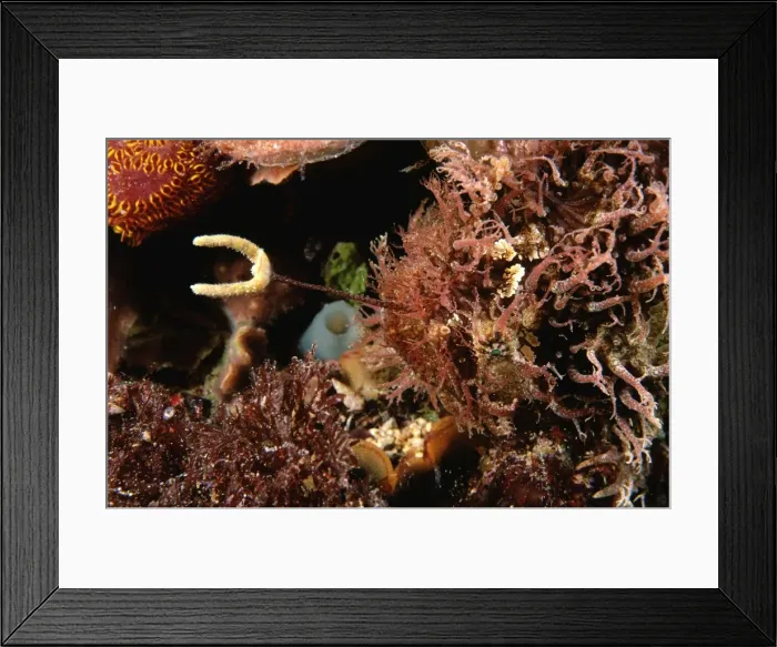 Framed Print : Tasselled Anglerfish - showing fishing lure (Esca), Edithburgh, Yorke Peninsula, South Australia TED00134 Framed Print : Tasselled Anglerfish - showing fishing lure (Esca), Edithburgh, Yorke Peninsula, South Australia TED00134