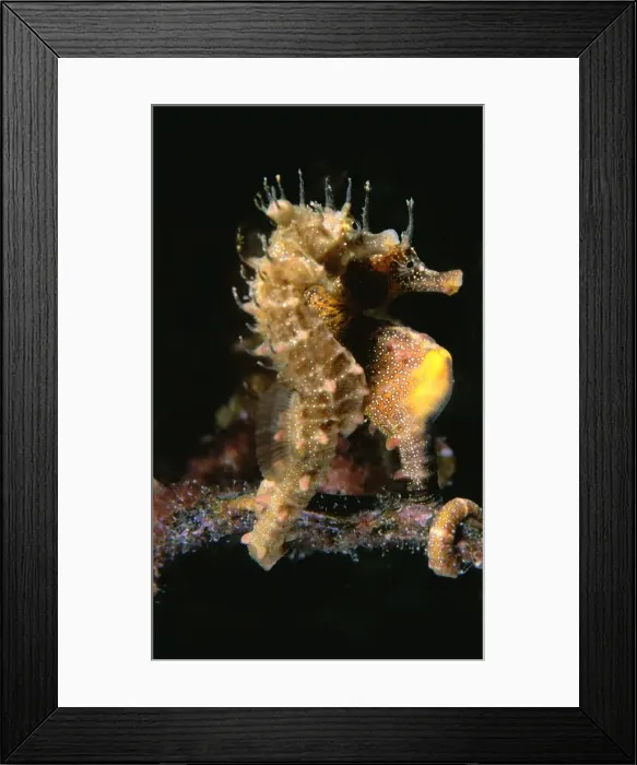 Framed Print : Short-head Seahorses - pair Edithburgh, Yorke Peninsula, South Australia TED00045 Framed Print : Short-head Seahorses - pair Edithburgh, Yorke Peninsula, South Australia TED00045