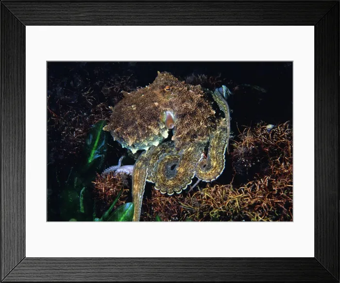 Framed Print : Southern Keeled Octopus Mount Dutton Bay, Eyre Peninsula, South Australia TED00183 Framed Print : Southern Keeled Octopus Mount Dutton Bay, Eyre Peninsula, South Australia TED00183