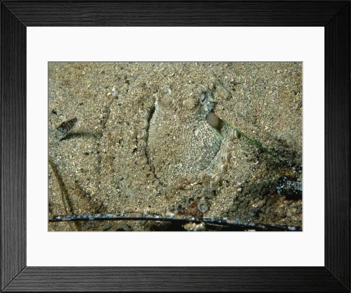 Framed Print : Southern Keeled Octopus - using its suckers to keep the sand from collapsing in on itself Edithburgh, Yorke Peninsula, South Australia TED00375 Framed Print : Southern Keeled Octopus - using its suckers to keep the sand from collapsing in on itself Edithburgh, Yorke Peninsula, South Australia TED00375