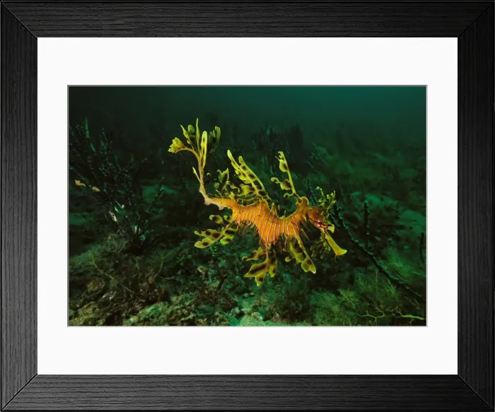 Framed Print : Leafy Seadragon Rapid Bay, South Australia SND00808 Framed Print : Leafy Seadragon Rapid Bay, South Australia SND00808