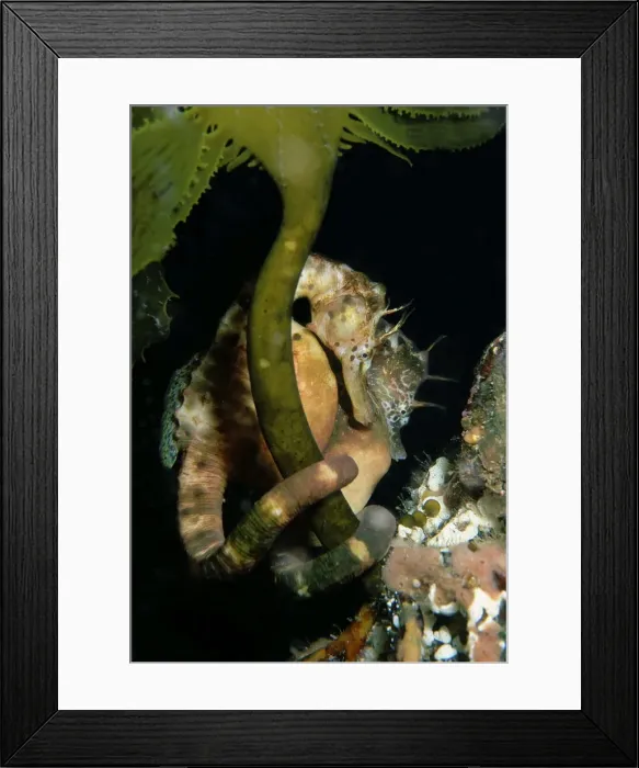 Framed Print : Australian pot-bellied Seahorse - pair near pier pylon Pirates Bay, Eaglehawk Neck, Tasmania, Australia TED00513 Framed Print : Australian pot-bellied Seahorse - pair near pier pylon Pirates Bay, Eaglehawk Neck, Tasmania, Australia TED00513