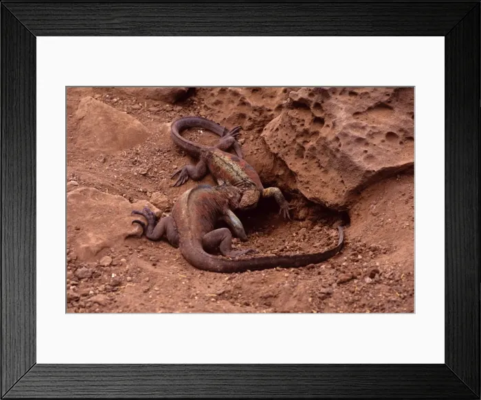 Framed Print : Hood Island Marine Iguanas - fighting Espagnola (Hood) Island, Galapagos Islands, Ecuador PPC10233 Framed Print : Hood Island Marine Iguanas - fighting Espagnola (Hood) Island, Galapagos Islands, Ecuador PPC10233