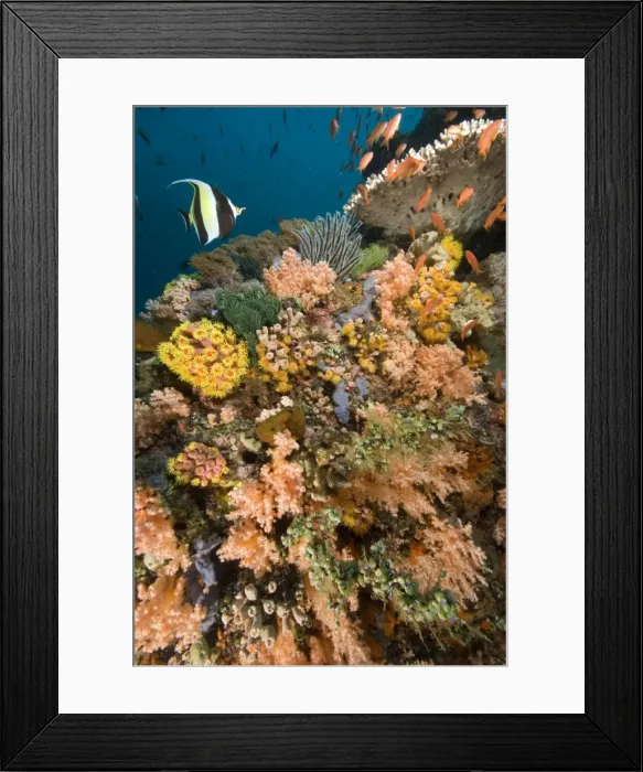 Framed Print : Coral garden - with single Moorish idol and school of Fairyy basslets swimming over a reef adorned with hard coral, colourful soft corals, crinoids, compound ascidians, yellow tubastrea coral, hydroids and encrusting sponges, Aniilao, Manila Framed Print : Coral garden - with single Moorish idol and school of Fairyy basslets swimming over a reef adorned with hard coral, colourful soft corals, crinoids, compound ascidians, yellow tubastrea coral, hydroids and encrusting sponges, Aniilao, Manila