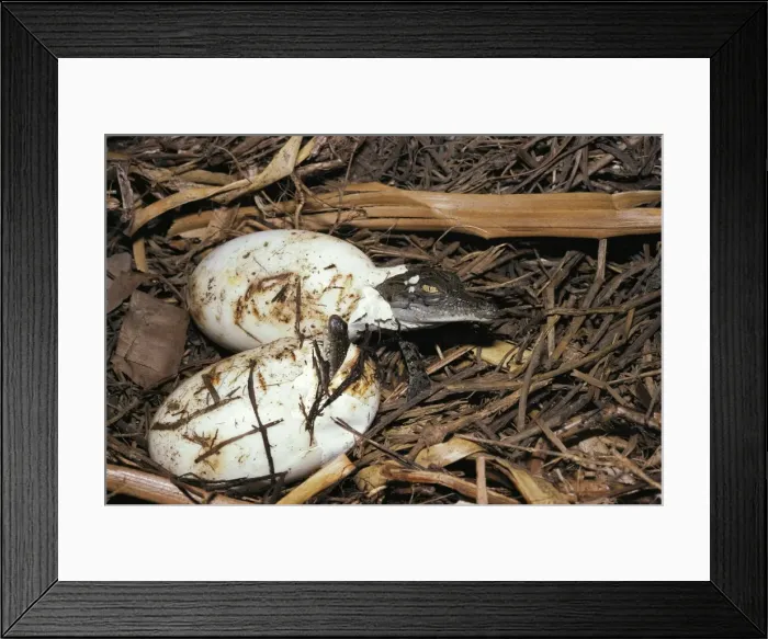 Framed Print : Estuarine / Saltwater Crocodile - baby breaking out of egg, hatchling at nest. Northern Territory, Australia FWO00236 Framed Print : Estuarine / Saltwater Crocodile - baby breaking out of egg, hatchling at nest. Northern Territory, Australia FWO00236