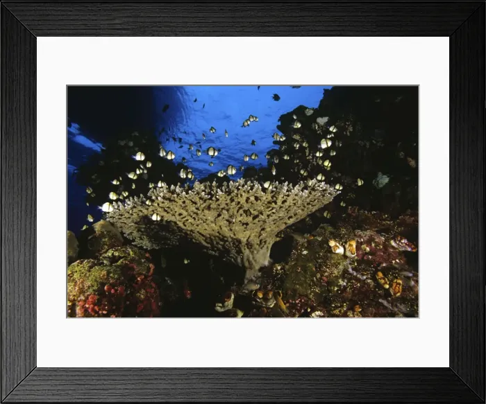 Framed Print : Black & White Humbugs - near staghorn coral, dive boat silhouette beyond Papua New Guinea SND01112 Framed Print : Black & White Humbugs - near staghorn coral, dive boat silhouette beyond Papua New Guinea SND01112