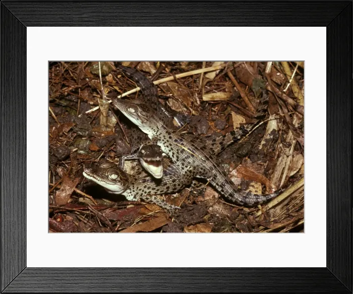 Framed Print : Estuarine / Saltwater Crocodile - hatchlings Northern Territory, Australia. FWO00168 Framed Print : Estuarine / Saltwater Crocodile - hatchlings Northern Territory, Australia. FWO00168