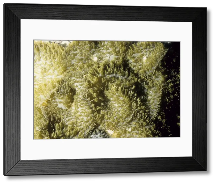 Framed Print : Coralliomorph Andaman Sea, Myanmar DWD00617 Framed Print : Coralliomorph Andaman Sea, Myanmar DWD00617