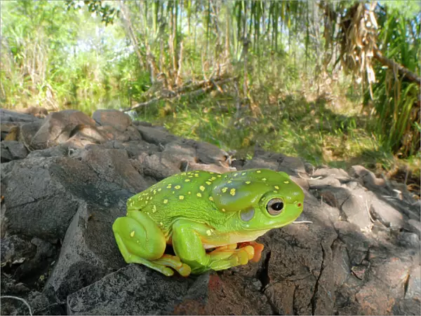 Magnificent Tree Frog - in riparian habitat in late wet season, which has waterways found to support a very high diversity and abundance of frogs. Mornington Wildlife Sanctuary, central Kimberley, Western Australia. LAW03748