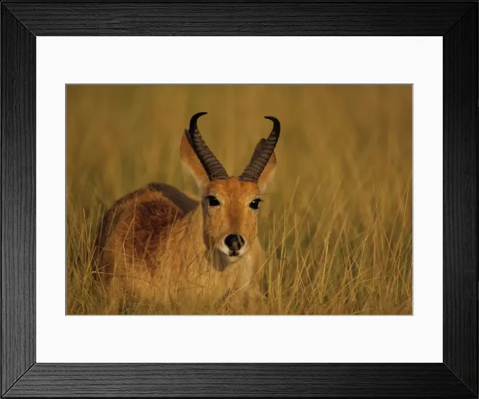Framed Print : Bohor Reedbuck - male - Tanzania JFL02802 Framed Print : Bohor Reedbuck - male - Tanzania JFL02802