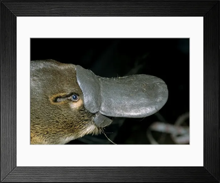 Framed Print : Platypus - adult male close up of head - South Esk River area - northeastern Tasmania - Australia PPC11132 Framed Print : Platypus - adult male close up of head - South Esk River area - northeastern Tasmania - Australia PPC11132