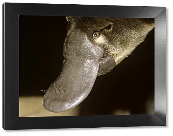 Platypus - adult male close up of head - South Esk River area - northeastern Tasmania - Australia PPC11131