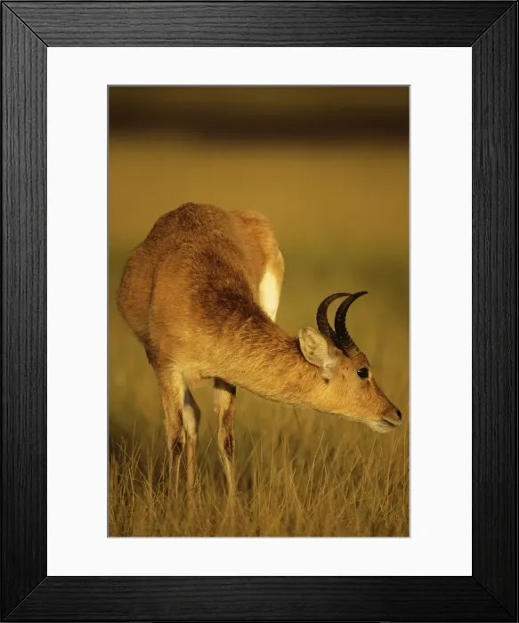 Framed Print : Bohor Reedbuck - male - Tanzania JFL02807 Framed Print : Bohor Reedbuck - male - Tanzania JFL02807