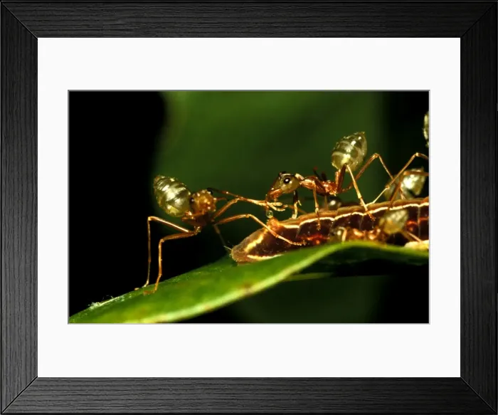 Framed Print : Green tree or Weaver ants - milking honeydew from protege butterfly larva (Hypolycaena phorbas) Framed Print : Green tree or Weaver ants - milking honeydew from protege butterfly larva (Hypolycaena phorbas)