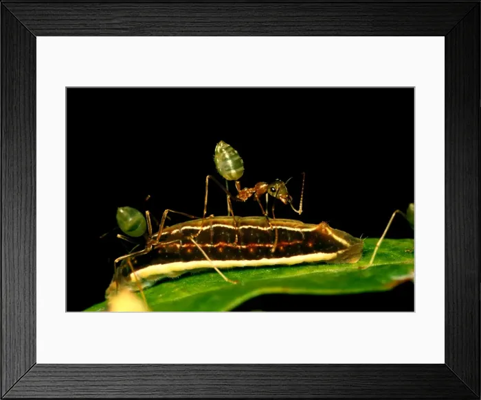 Framed Print : Green tree or Weaver ants - attending the larva of a lycaenid butterfly (Hypolycaena phorbas) Framed Print : Green tree or Weaver ants - attending the larva of a lycaenid butterfly (Hypolycaena phorbas)