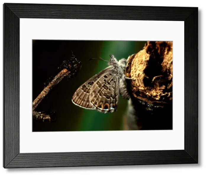 Framed Print : Mangrove ant-blue butterfly - that was guarded as a larva by Camponotus ants in exchange for sweet secretions Framed Print : Mangrove ant-blue butterfly - that was guarded as a larva by Camponotus ants in exchange for sweet secretions