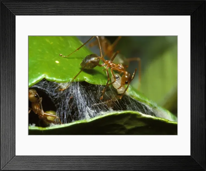 Framed Print : Green tree or Weaver ants - worker shuttling a silk-producing larva to make silk to mend the nest Framed Print : Green tree or Weaver ants - worker shuttling a silk-producing larva to make silk to mend the nest