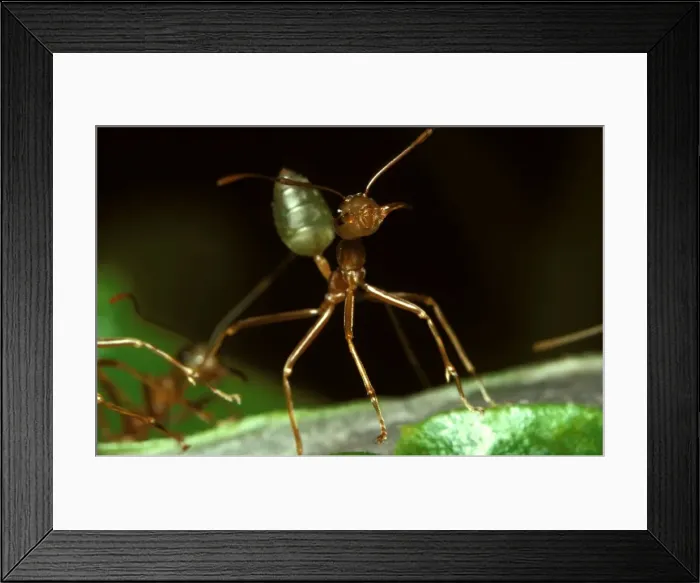 Framed Print : Green tree or Weaver ant in attack mode: it will grip with mandibles, and spray acid from an anal nozzle