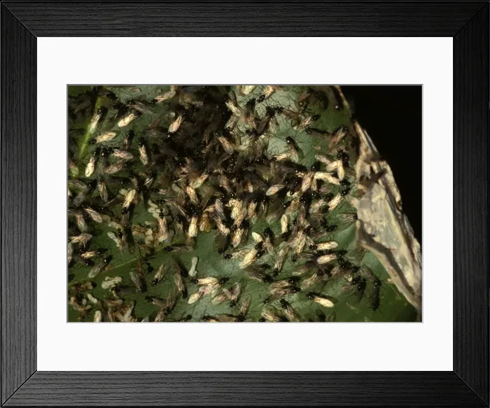Framed Print : Green tree Weaver ants - males swarming prior to their mating flight Framed Print : Green tree Weaver ants - males swarming prior to their mating flight