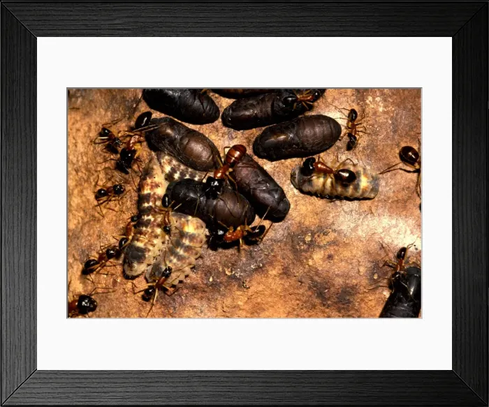 Framed Print : Sugar ants - guarding larvae and pupae of the butterfly Ogyrus genoveva in exchange for sweet secretions from the larvae Framed Print : Sugar ants - guarding larvae and pupae of the butterfly Ogyrus genoveva in exchange for sweet secretions from the larvae