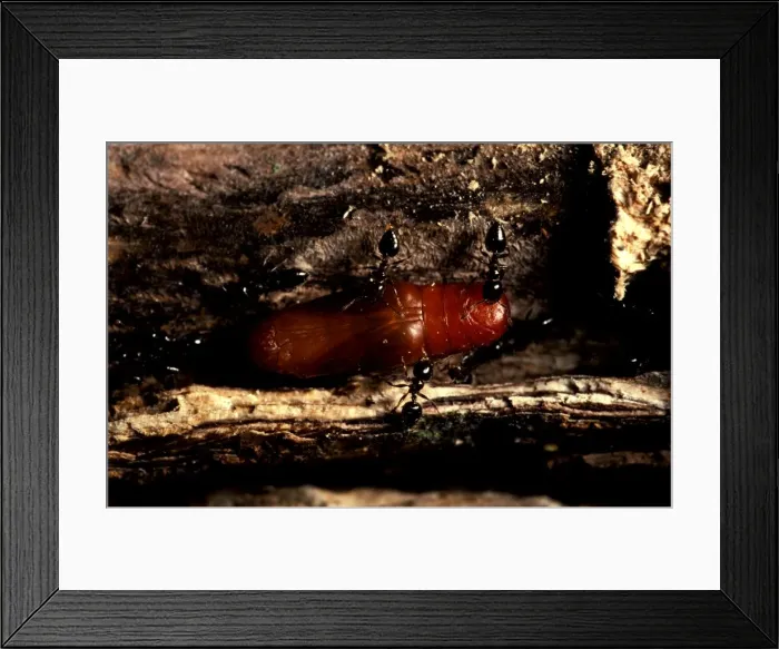 Framed Print : Valentine ants - guarding pupa of Mangrove ant-blue butterfly (Acrodipsas illidgei) in exchange for sweet secretions Framed Print : Valentine ants - guarding pupa of Mangrove ant-blue butterfly (Acrodipsas illidgei) in exchange for sweet secretions