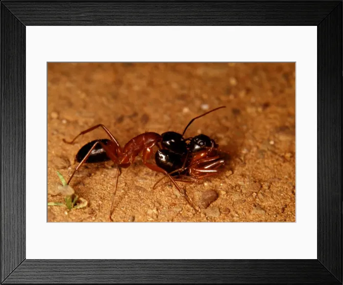 Framed Print : A sugar ant - carrying a live sister ant in phenomenon known as portage (both ants are healthy!)