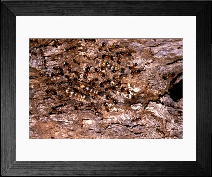Framed Print : Sugar ants - accompanying larvae of lycaenid butterfly (Ogyrus genoveva) up a tree to mistletoe, their food plant Framed Print : Sugar ants - accompanying larvae of lycaenid butterfly (Ogyrus genoveva) up a tree to mistletoe, their food plant