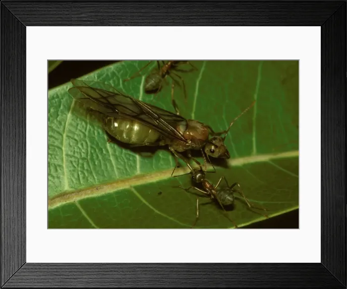 Framed Print : Green tree or Weaver ants - winged queen attended by workers Framed Print : Green tree or Weaver ants - winged queen attended by workers