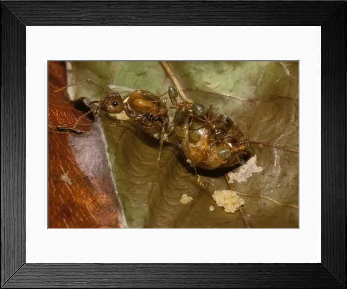 Framed Print : Green tree or Weaver ants - fertile queen with workers and eggs
