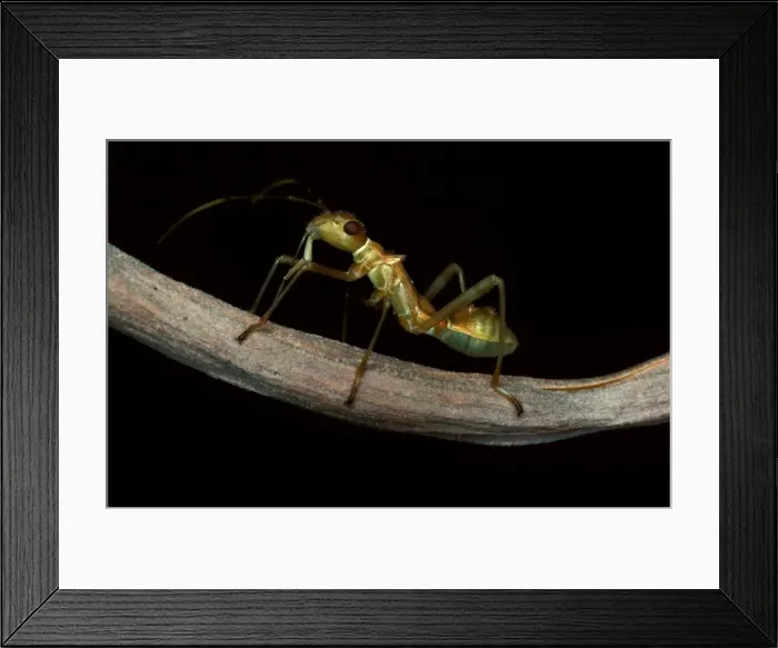 Framed Print : An ant-mimicking bug - found in weaver ants territory; juvenile Framed Print : An ant-mimicking bug - found in weaver ants territory; juvenile