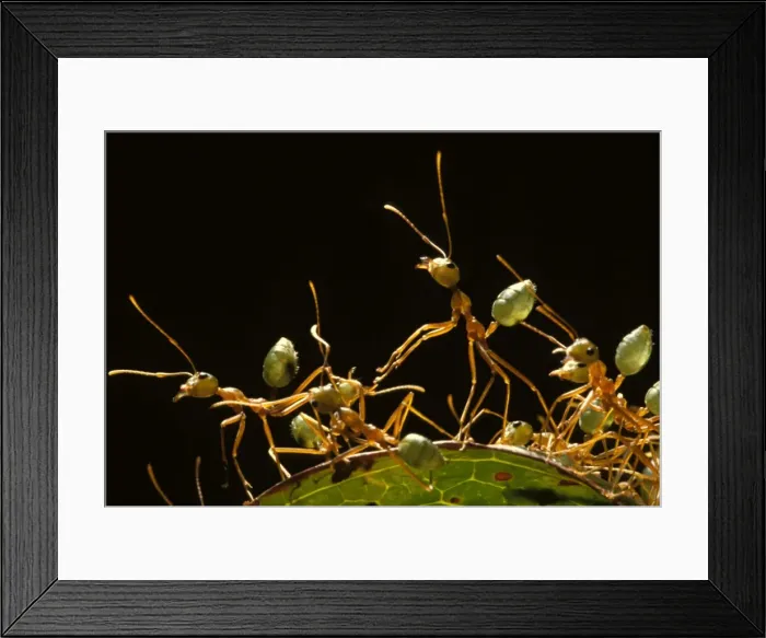 Framed Print : Green tree or Weaver ants - defending their arboreal nest Framed Print : Green tree or Weaver ants - defending their arboreal nest
