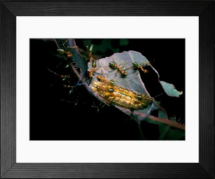 Framed Print : Green tree or Weaver ants - attending larva of lycaenid Oak-blue butterfly (Arhopala sp. ) Framed Print : Green tree or Weaver ants - attending larva of lycaenid Oak-blue butterfly (Arhopala sp. )
