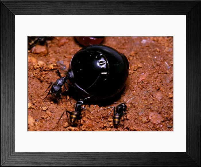 Framed Print : Honeypot ant - replete Framed Print : Honeypot ant - replete