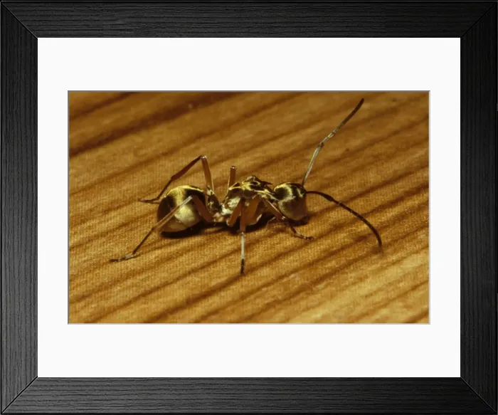 Framed Print : Golden-bodied ant - easily recognised by its golden sheen. The spines on the thorax are probably for defence Framed Print : Golden-bodied ant - easily recognised by its golden sheen. The spines on the thorax are probably for defence