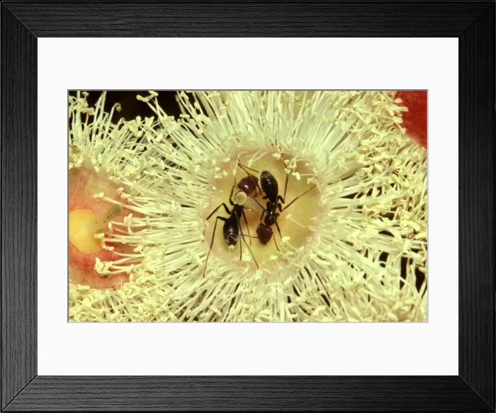 Framed Print : Meat / Tyrant ants - drinking nectar from flower of Angophora Framed Print : Meat / Tyrant ants - drinking nectar from flower of Angophora