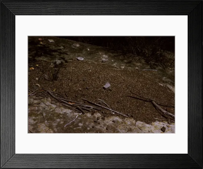 Framed Print : Nest of Southern meat or Gravel ants. A large mound nest of these ferocious ants may be one of many over a wide area Framed Print : Nest of Southern meat or Gravel ants. A large mound nest of these ferocious ants may be one of many over a wide area