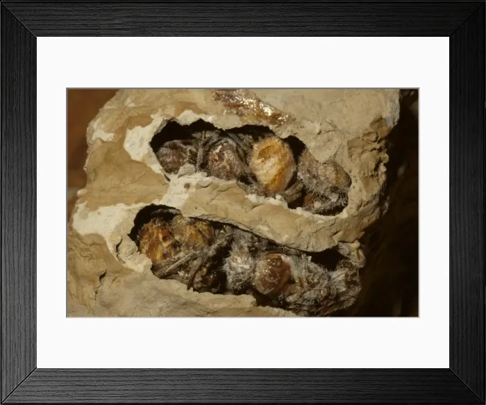 Framed Print : Common mud-dauber wasp - nest cell opened to show paralysed spiders provided as food for the larvae Framed Print : Common mud-dauber wasp - nest cell opened to show paralysed spiders provided as food for the larvae
