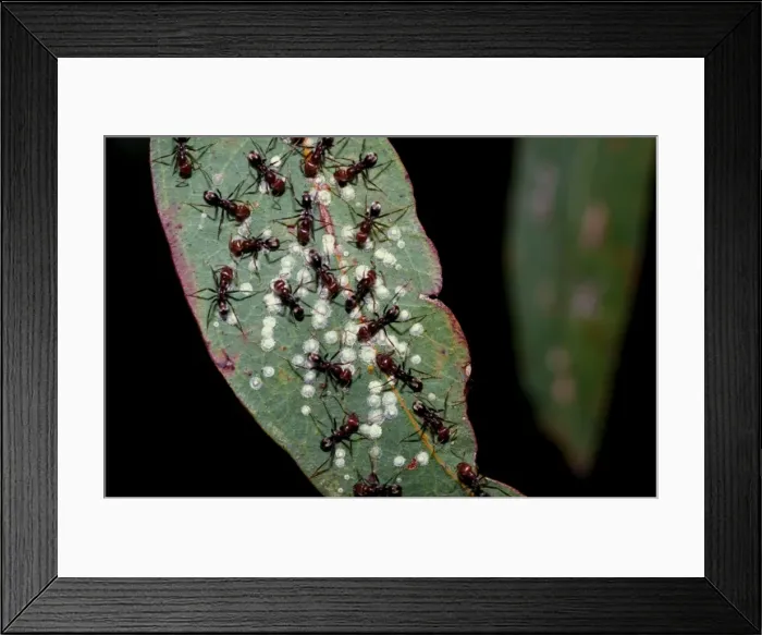 Framed Print : Meat / Tyrant ants - milking scale insects for their sweet secretions Framed Print : Meat / Tyrant ants - milking scale insects for their sweet secretions