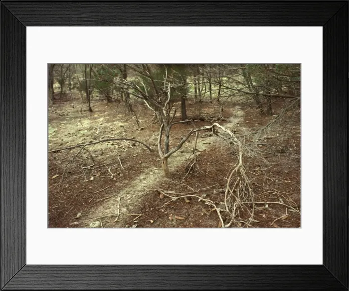 Framed Print : Southern meat or Gravel ants - clearly defined trail leading from nest to food sources Framed Print : Southern meat or Gravel ants - clearly defined trail leading from nest to food sources