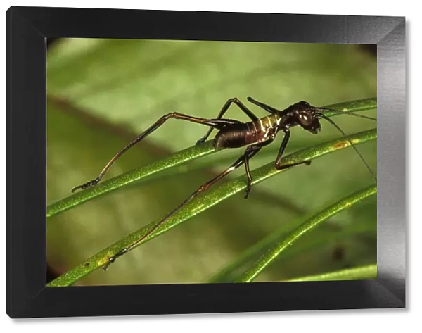 A long-horned grasshopper or katydid (Tettigoniidae), an ant-mimicking species