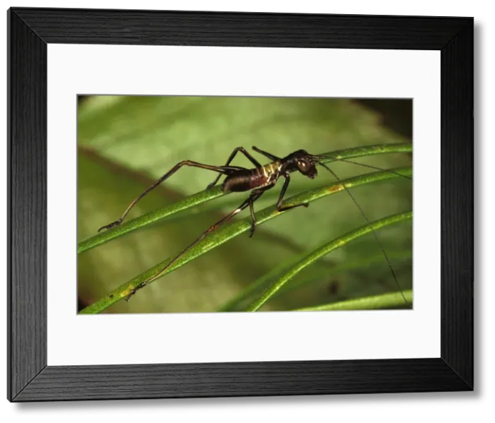 Framed Print : A long-horned grasshopper or katydid (Tettigoniidae), an ant-mimicking species Framed Print : A long-horned grasshopper or katydid (Tettigoniidae), an ant-mimicking species