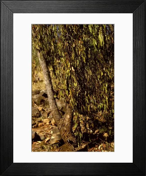 Framed Print : Sugar ants - site of nest below tree bearing mistletoe, food plant of a symbiotic butterfly larva (Ogyris genoveva) Framed Print : Sugar ants - site of nest below tree bearing mistletoe, food plant of a symbiotic butterfly larva (Ogyris genoveva)