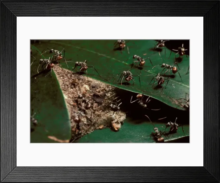 Framed Print : Drummer ants - warning off possible predators by banging their abdomens against their nest and adjacent leaves Framed Print : Drummer ants - warning off possible predators by banging their abdomens against their nest and adjacent leaves