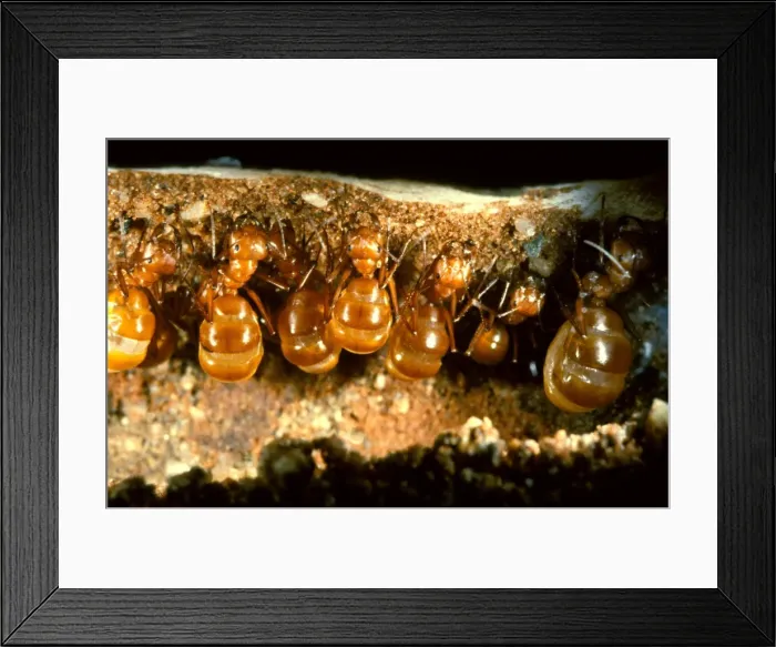 Framed Print : Honeypot or Furnace ants - repletes suspended in nest storing honey for the colony in lean times Framed Print : Honeypot or Furnace ants - repletes suspended in nest storing honey for the colony in lean times