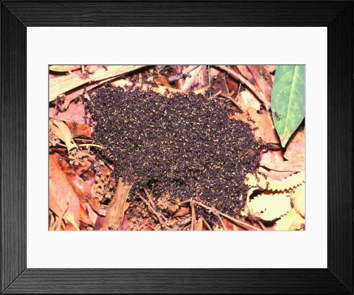 Framed Print : Bivouac or Dolly ants - Nesting in soil or in trees, these ants forage in columns Framed Print : Bivouac or Dolly ants - Nesting in soil or in trees, these ants forage in columns